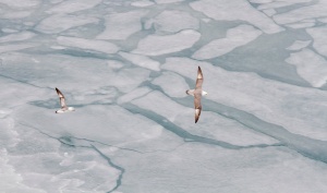 Fulmars over sea ice.